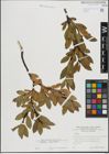 Foto von Salix hastata L.